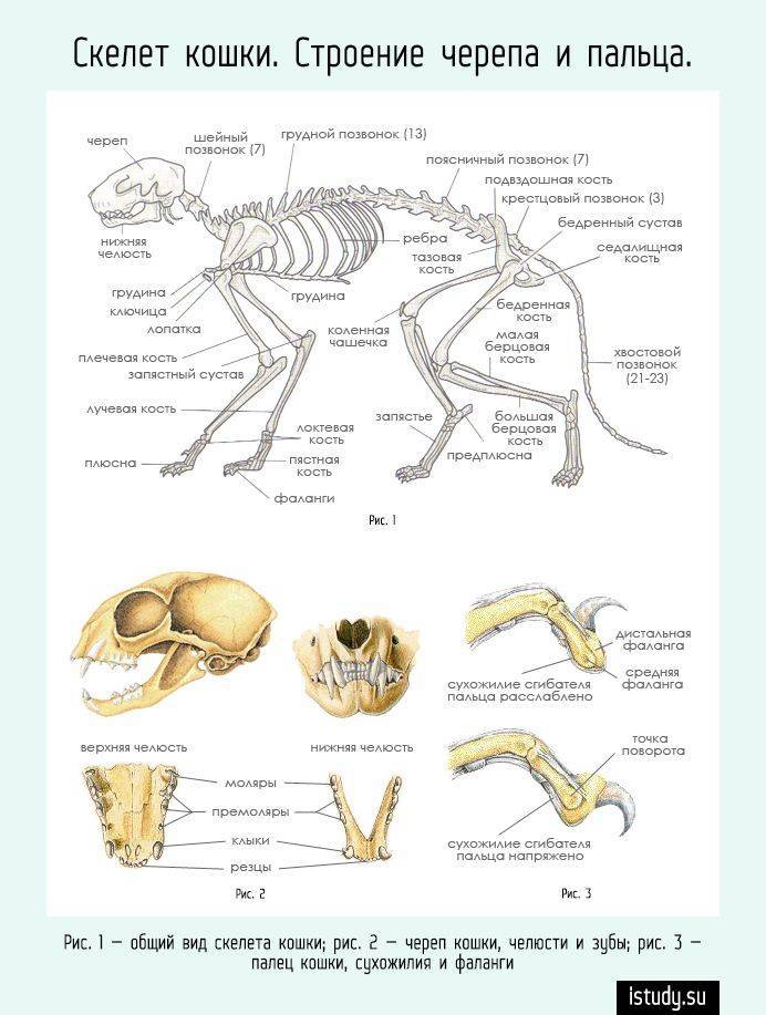Анатомия кролика строение скелета и внутренних органов, особенности физиологии, фото