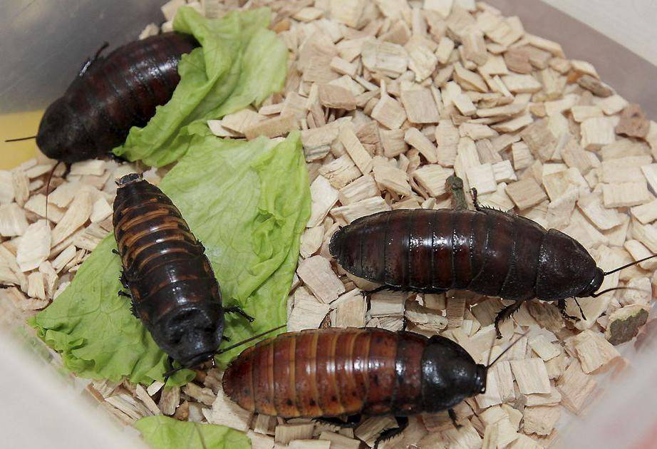 Мадагаскарский шипящий таракан: фото как выглядит, его разведение и содержание в домашних условиях
