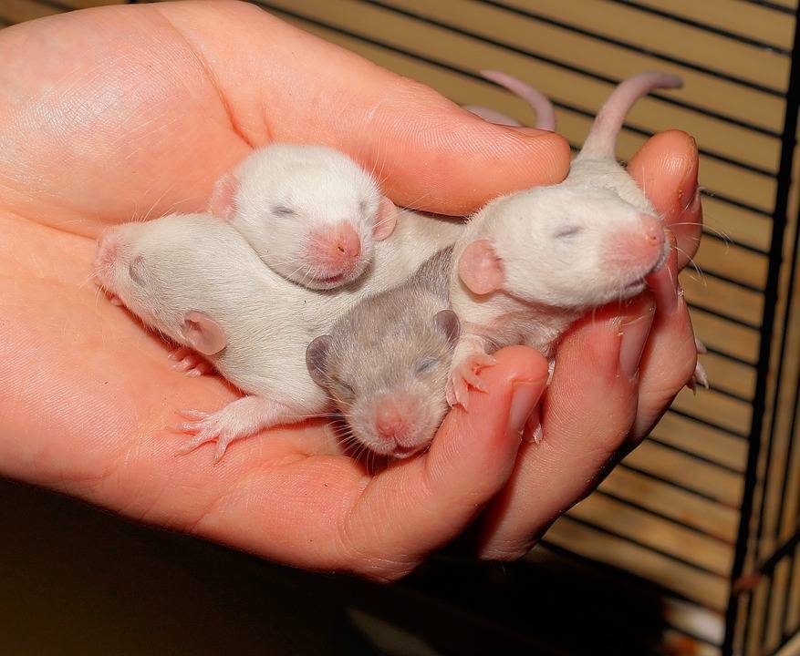 Новорожденные крысята - развитие, уход и кормление