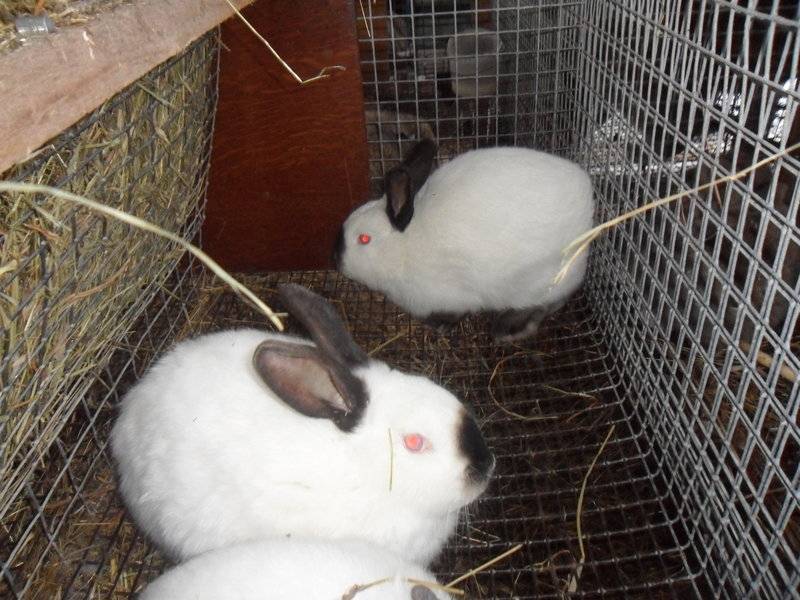 Кролики калифорнийской породы: описание, разведение, содержание