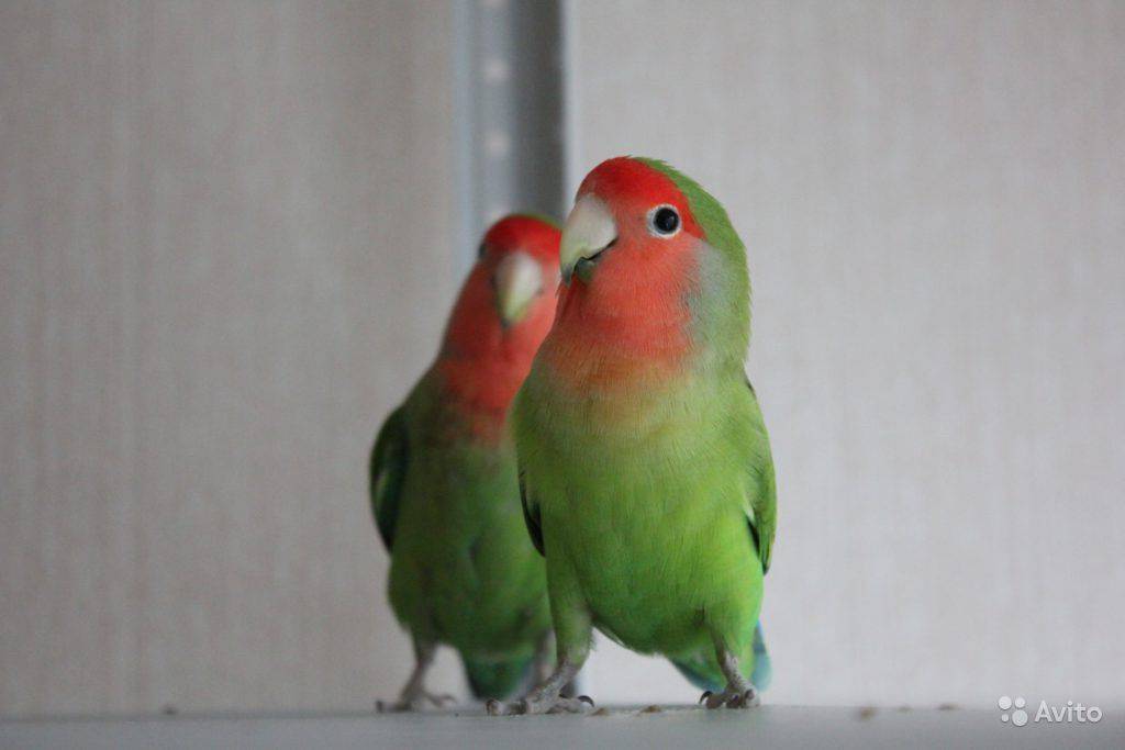 Имена для попугаев-девочек: как можно назвать самку? красивые женские клички