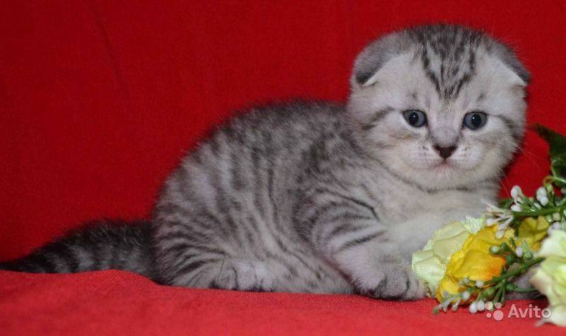 Шотландская вислоухая кошка: описание породы, характер.