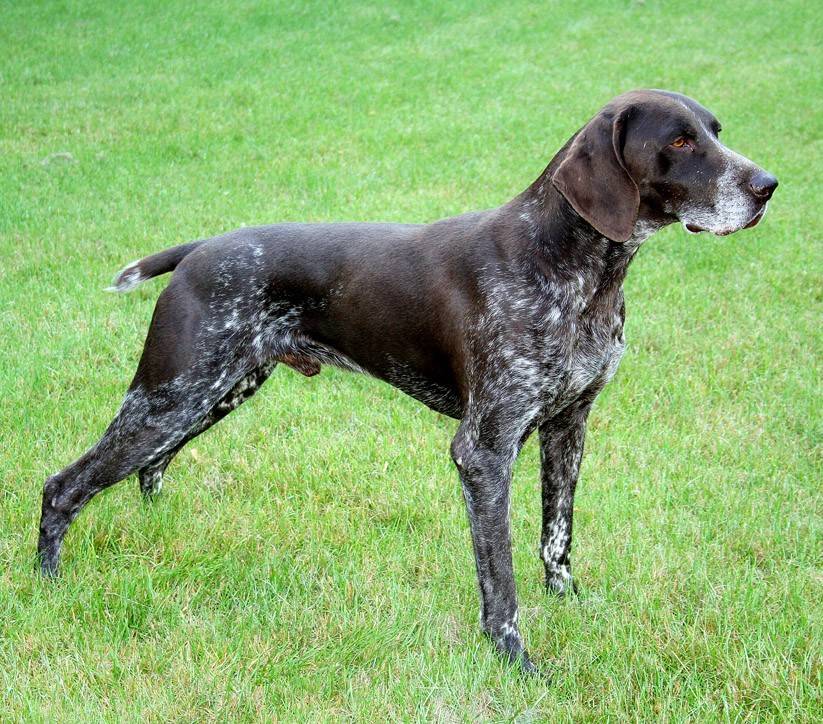 Порода легавых собак: описание, характеристика породы, фото и отзывы - truehunter.ru