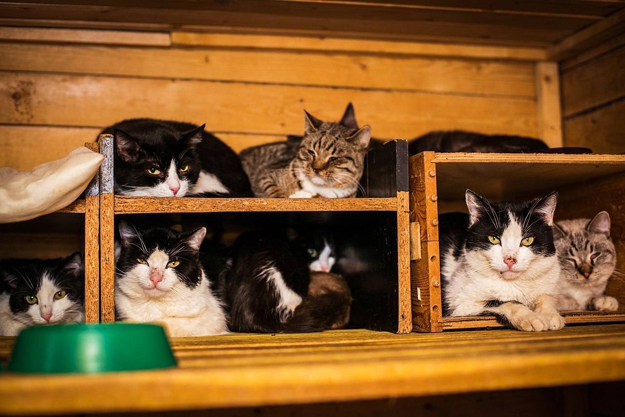 Дом счастливых кошек