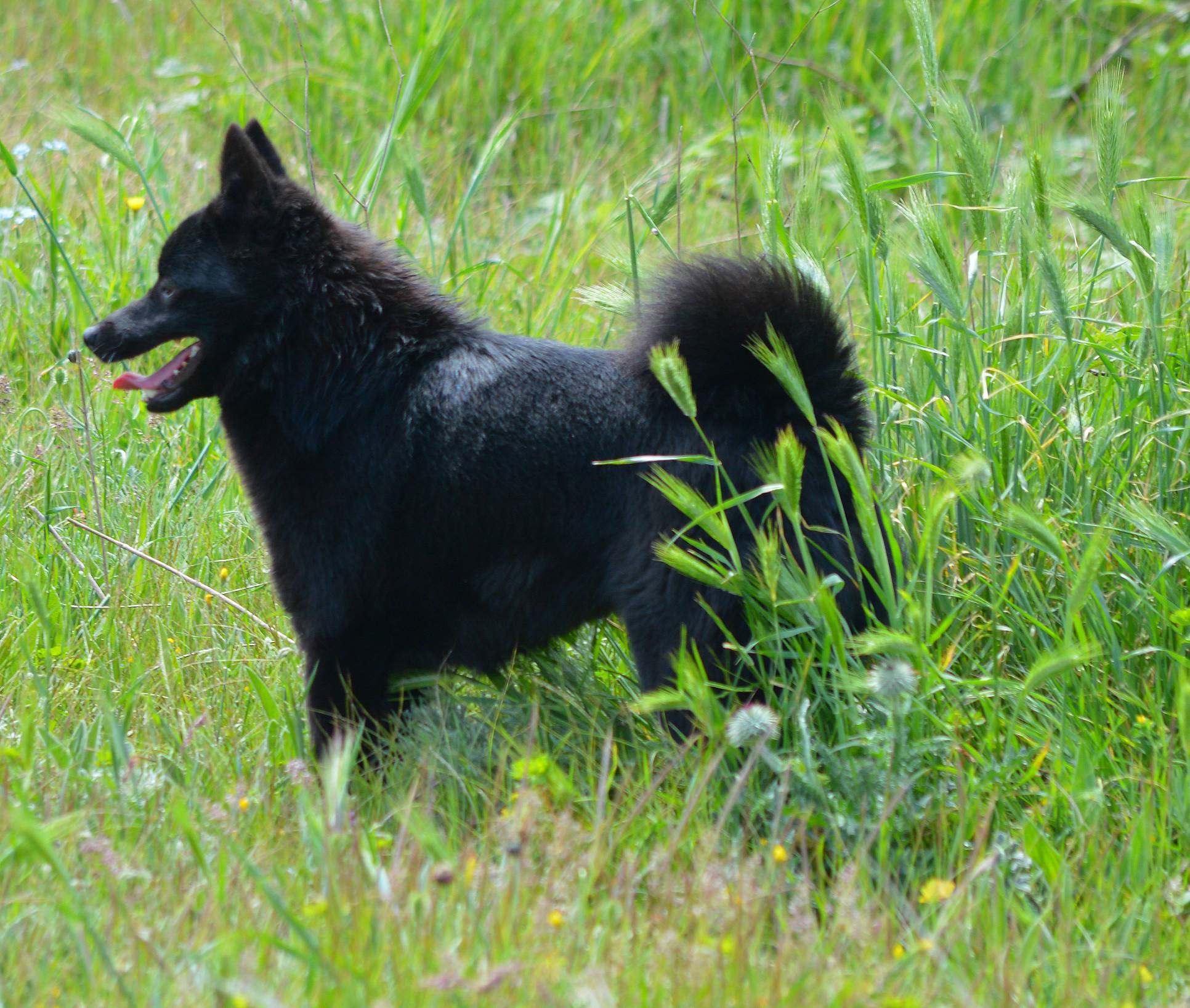 Шипперке – фото собаки, описание породы, цена щенков, видео