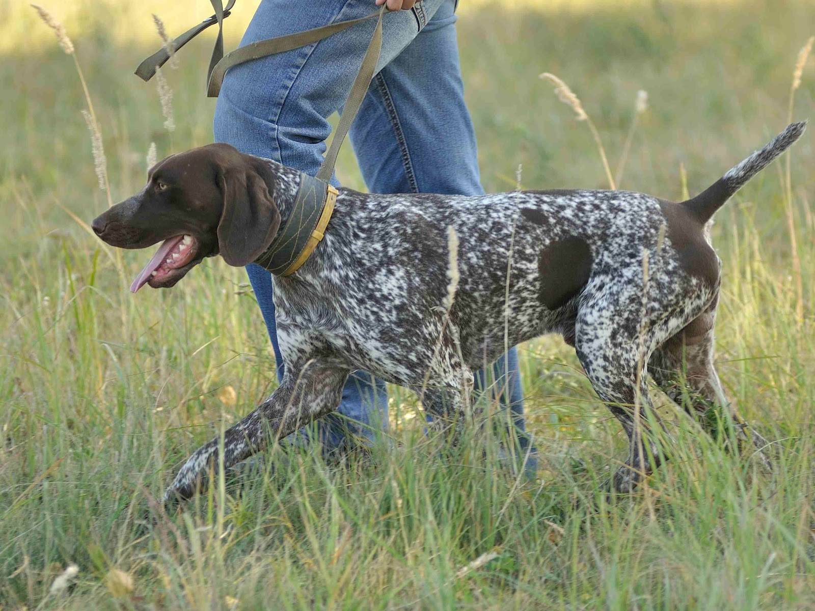 Крымский охотник - охотничий блог - легавые (подружейные) собаки. краткое описание и особенности пород
