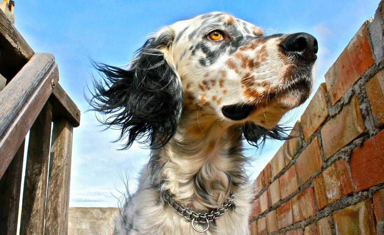 Порода собак английский сеттер: описание и характеристика - окружающий мир вокруг нас