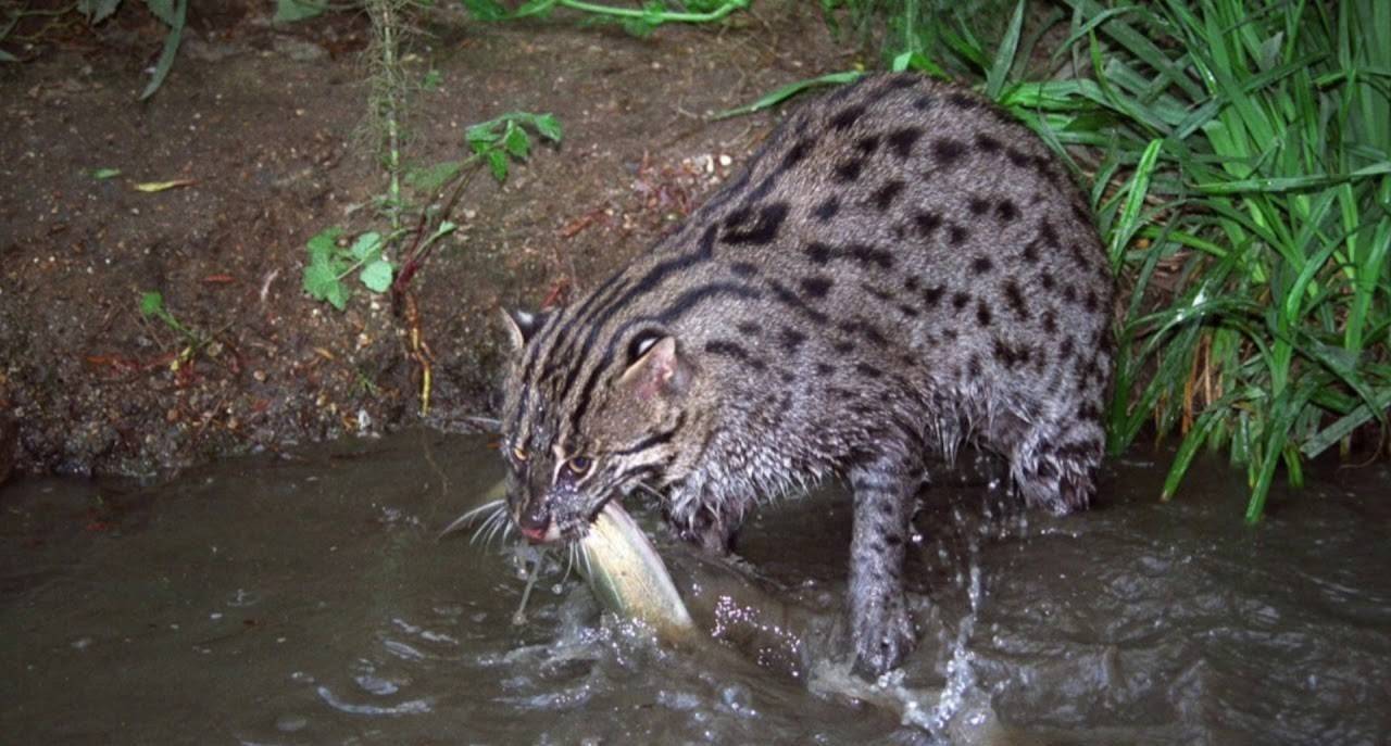 Все тайны виверрового кота-рыболова