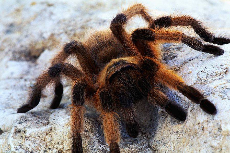 Паук тарантул – фото и описание, где обитает