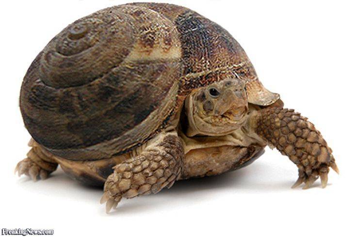 Кто быстрее: улитка или черепаха?
