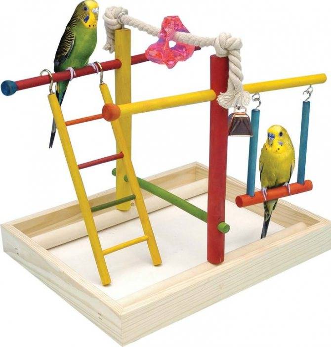 Как выбрать игровой стенд для попугая