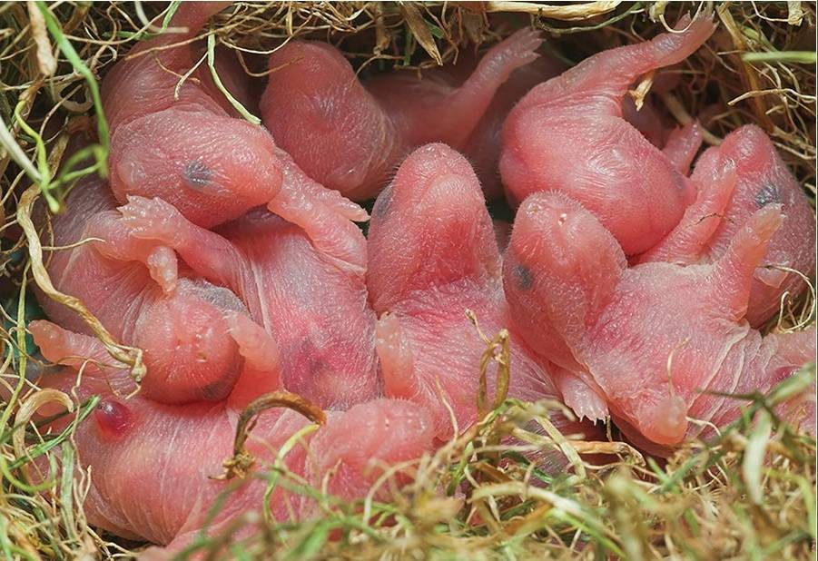 Новорождённые хомяки-джунгарики: когда можно брать в руки детёнышей, что делать и как ухаживать, если родились дома, как растут по дням, как кормить