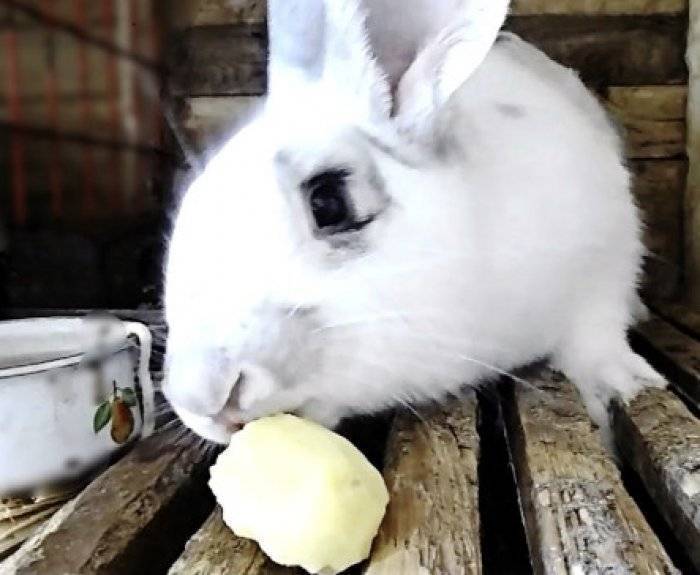 Можно ли кормить кроликов сырой картошкой