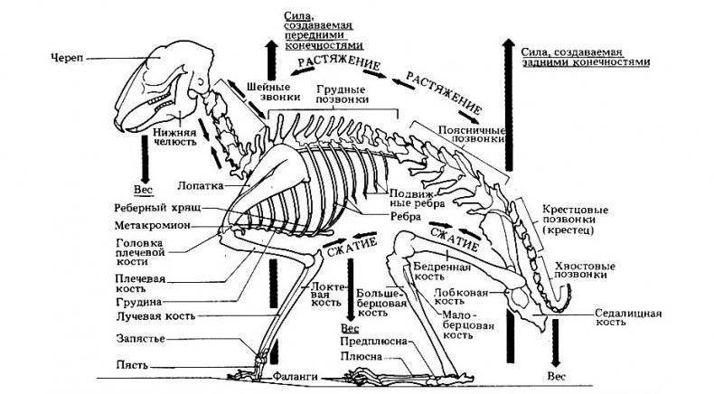 Скелет человека | анатомия скелета, строение, функции, картинки на eurolab