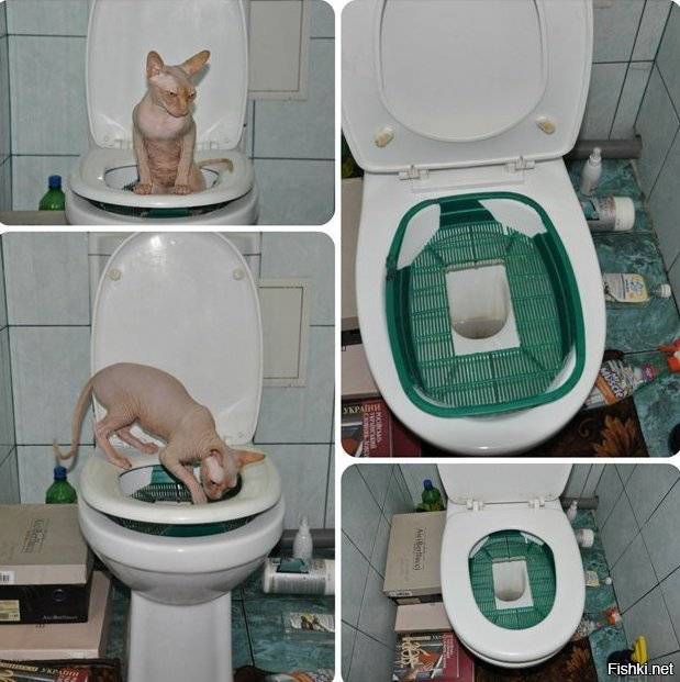 Когда котята начинают ходить в туалет самостоятельно