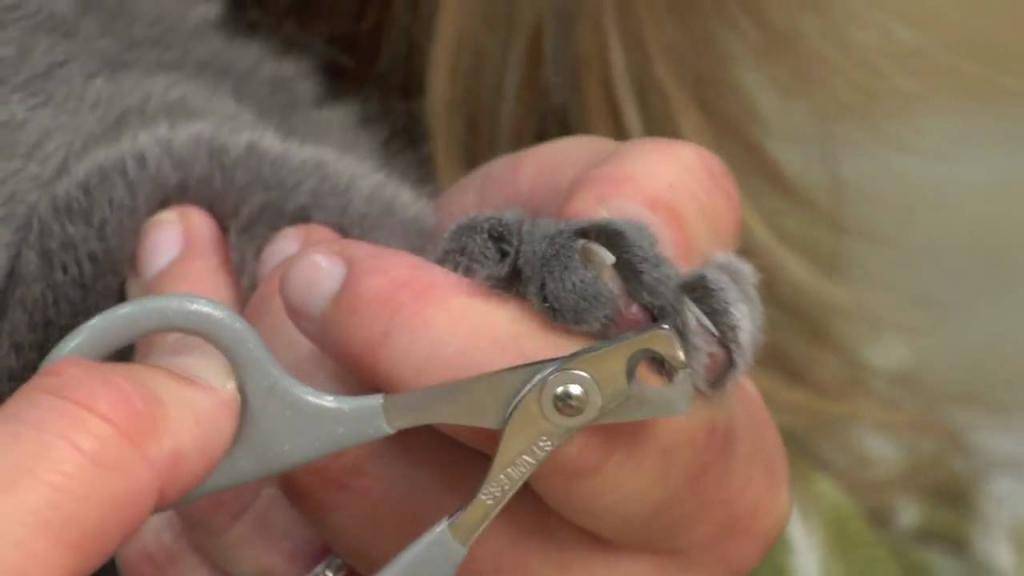 Как правильно подстричь когти котенку в домашних условиях