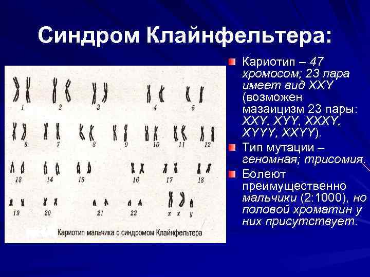 Хромосомы у кошки — количество, особенности, отклонения