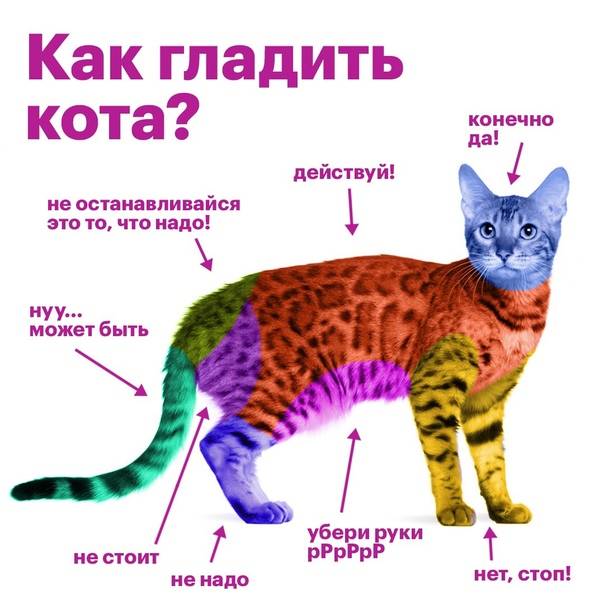 Стресс у кошки (кота) | причины, симптомы и что делать (подробно)