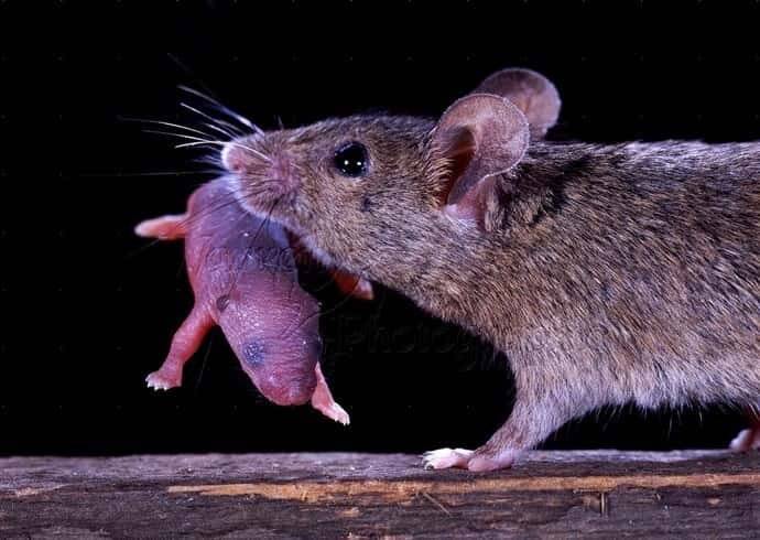Большая семья маленьких грызунов: разновидности мышей