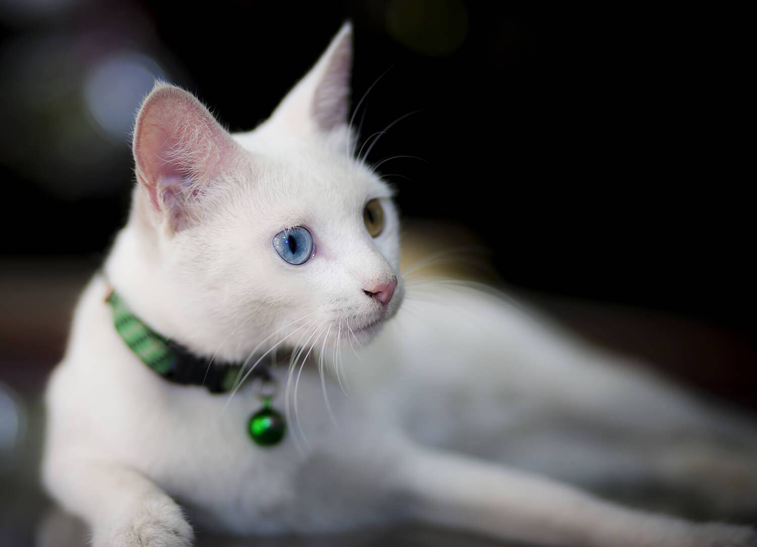 Топ 10 белых пород кошек - названия, описание и фото