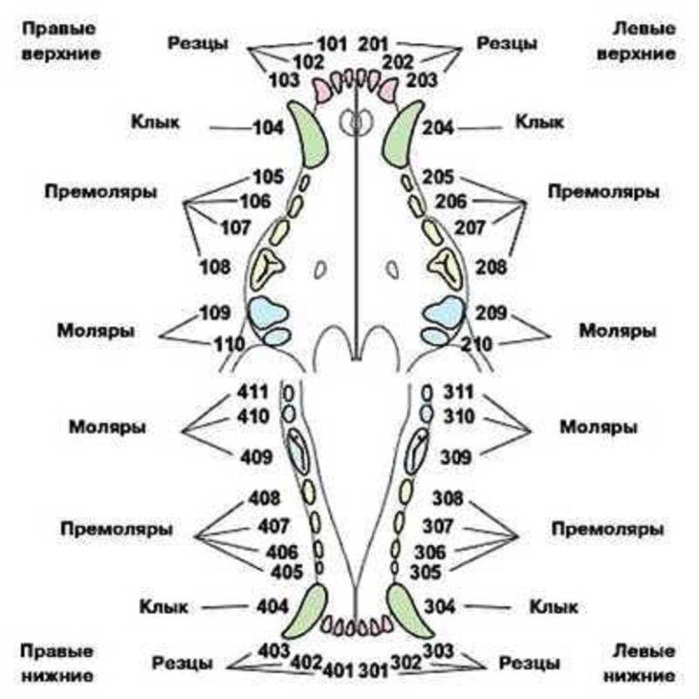 Возраст щенка по зубам в картинках