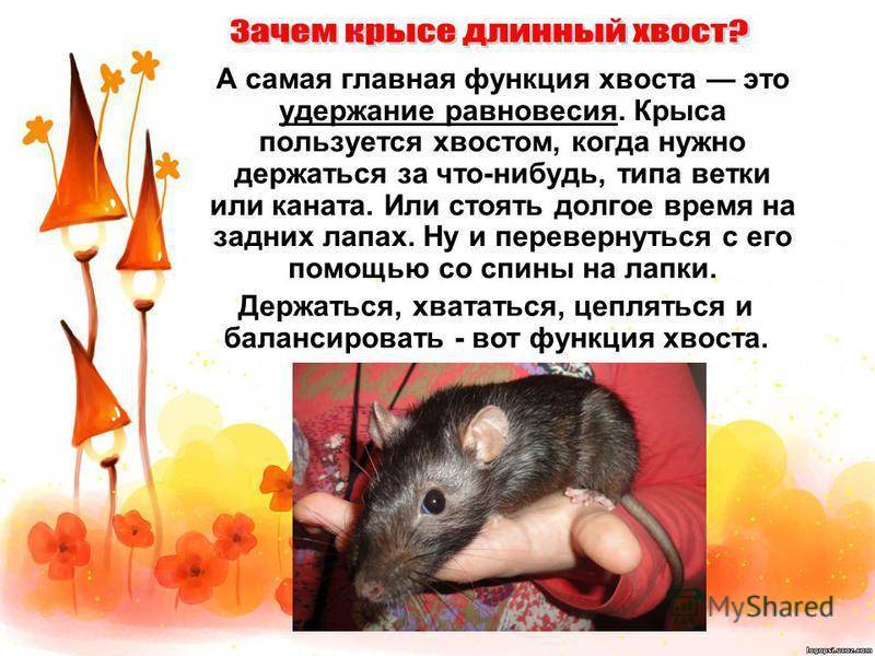 Домашняя декоративная крыса: уход и содержание в домашних условиях (фото) - kotiko.ru
