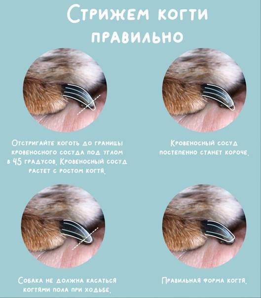 Как правильно подстригать когти кошке: правила стрижки и необходимый инструмент в домашних условиях