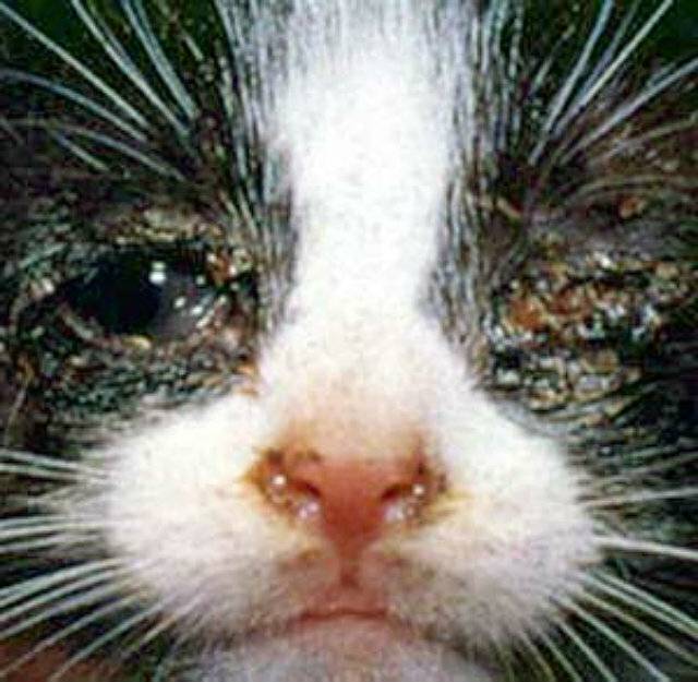 Инфекционные заболевания у кошек