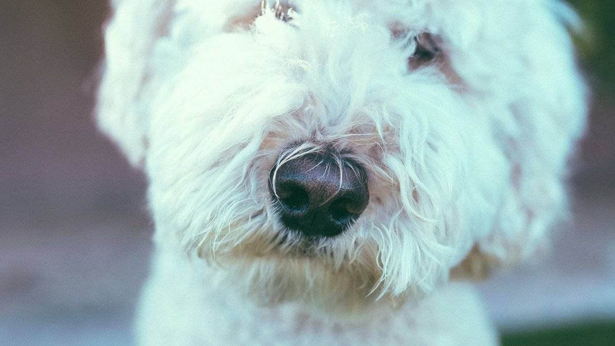Каким должен быть нос у щенка в норме: что значит теплый или холодный нос, в чем заключается опасность