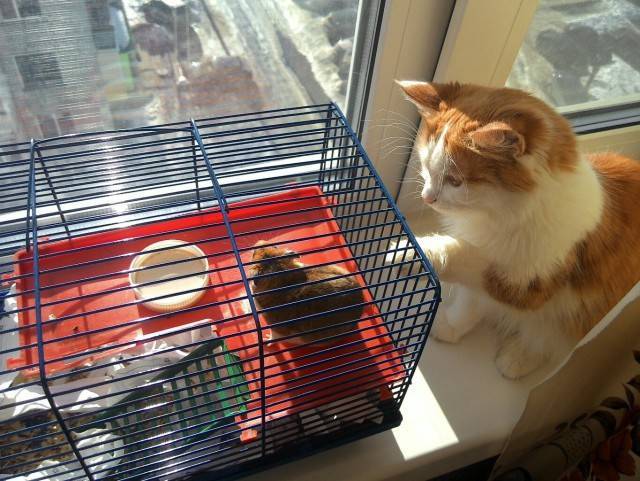 Хомяк и кошка в одной квартире, съест ли кот хомячка?