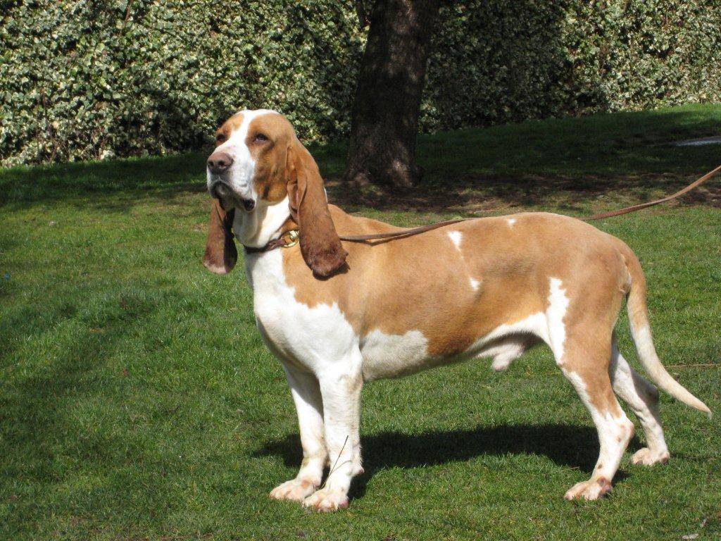 Испанские породы собак — топ 26 — сайт эксперта по животным — howmeow
