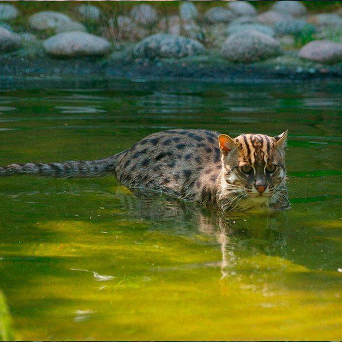 Кошка-рыболов или виверровый кот: 25+ фото, описание, содержание в неволе
