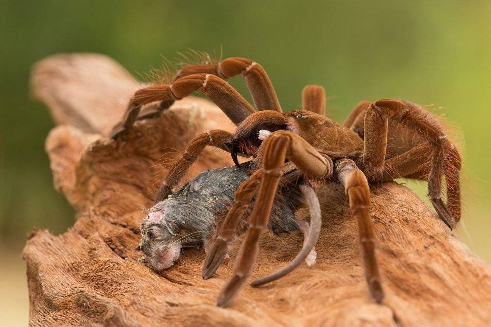 Самый большой паук в мире – кто он?