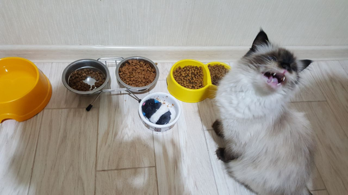 Кошка хочет есть но не ест