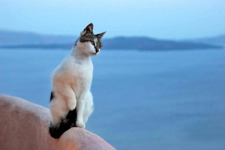 Эгейская кошка - описание породы, фото, характер, правила ухода и содержания | for-pet