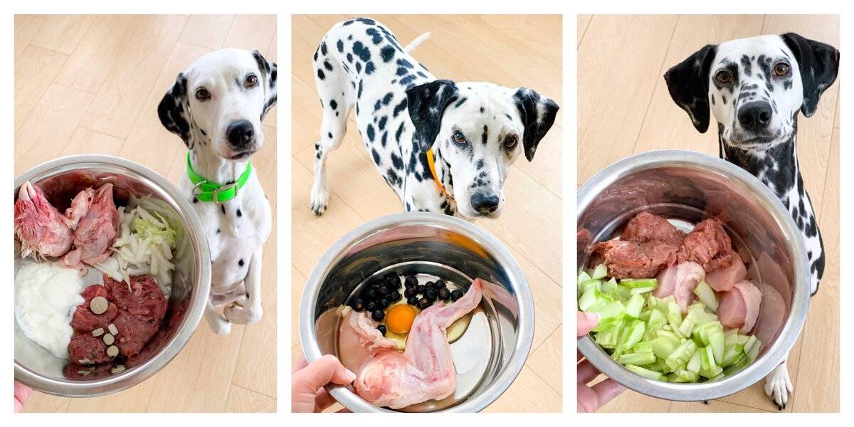 Чем кормить стерилизованную собаку из человеческой еды
