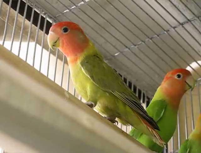 3 способа, как определить пол волнистого попугая на глаз