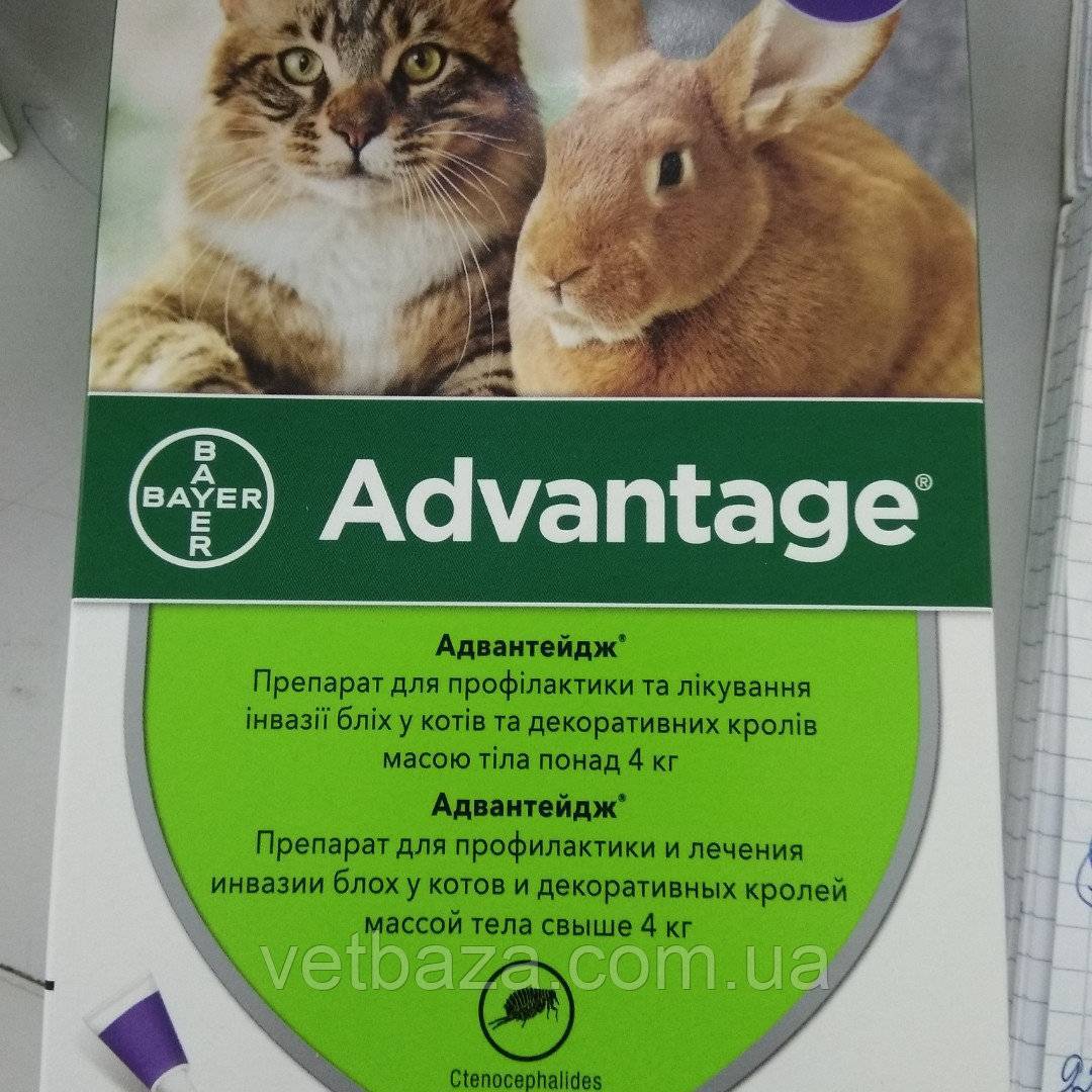 Таблетки от блох для кошек и котов, описание, какие лучше