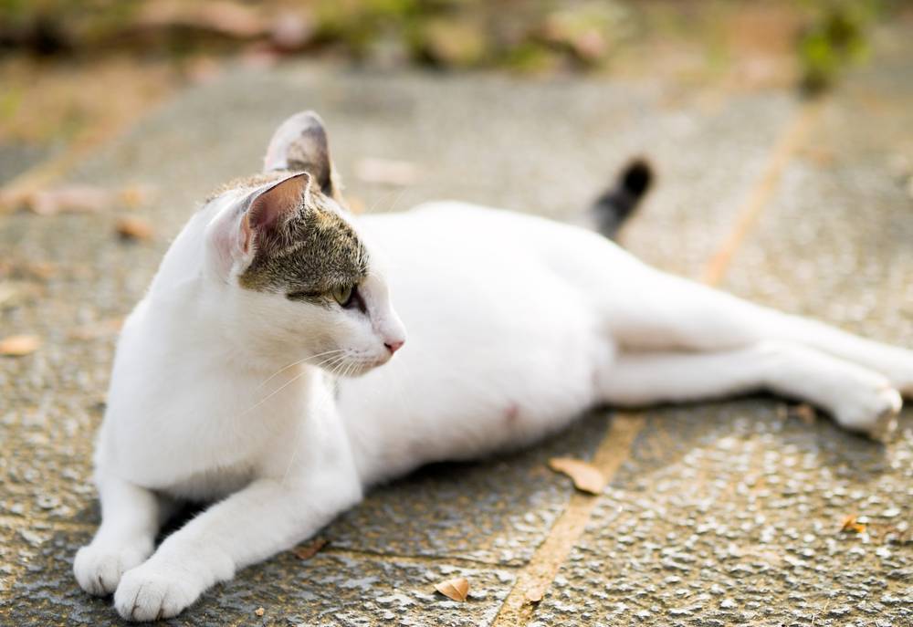 Делают ли аборты кошкам: как прерывают беременность у домашнего животного