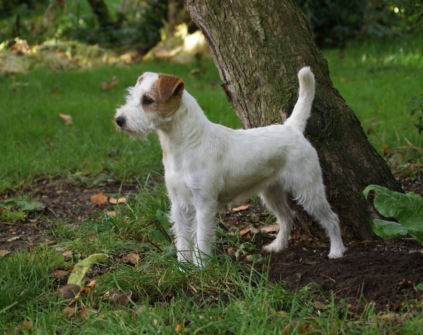 Порода собак парсон рассел терьер — энергичная, выносливая и бесстрашная порода