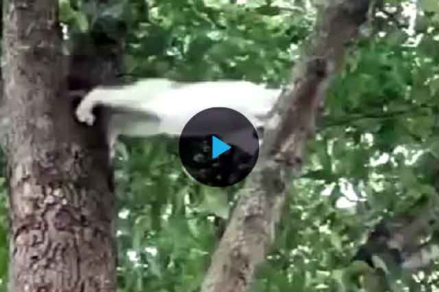 Как снять кошку с дерева, службы снимающие кота с высокого дерева | zoosecrets
