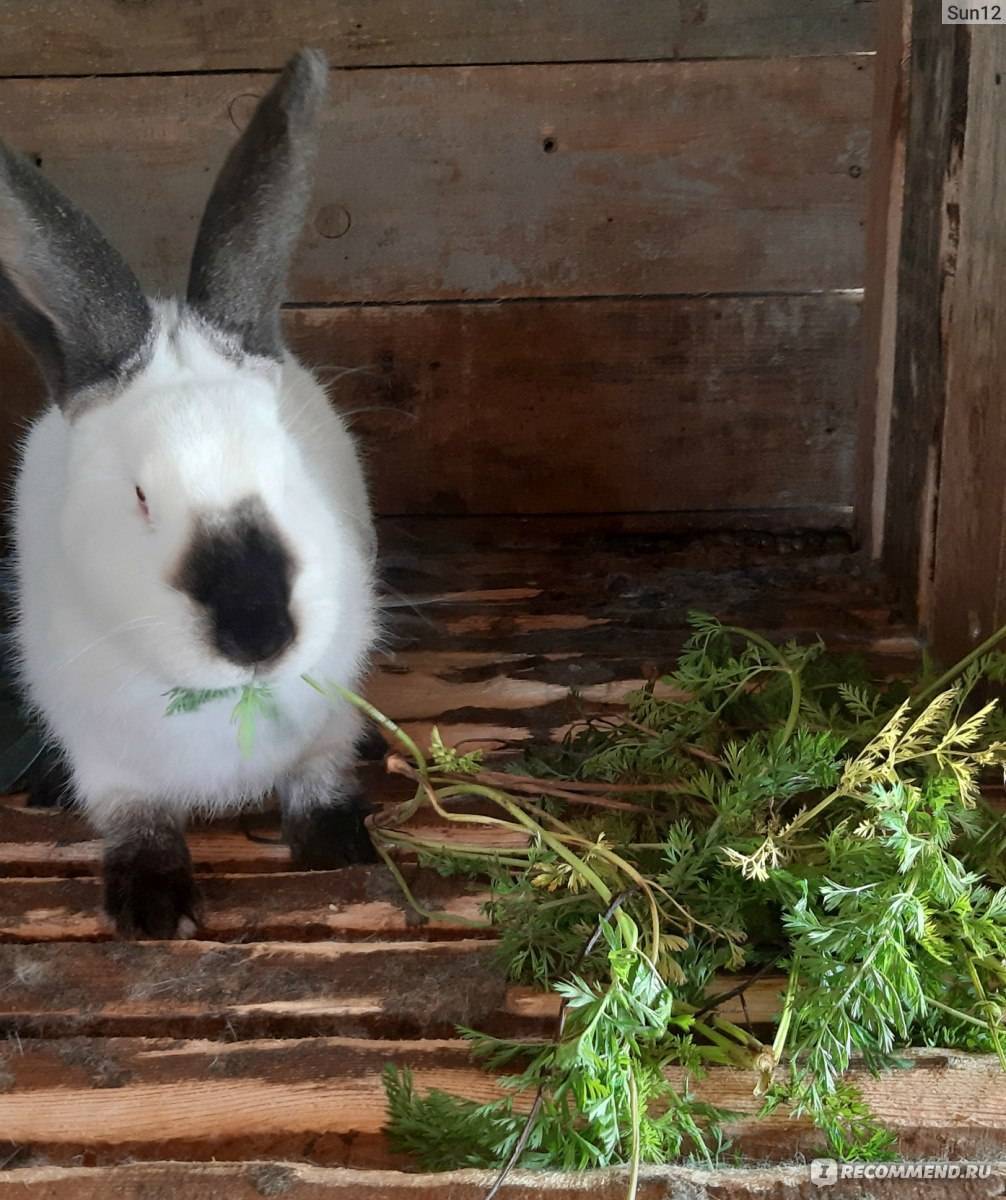 ​50 интересных фактов о кроликах