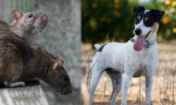 Полный список собак-крысоловок, которые будут ловить крыс и мышей в доме