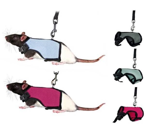 Шлейка и поводок для крысы: применение, назначение, изготовление