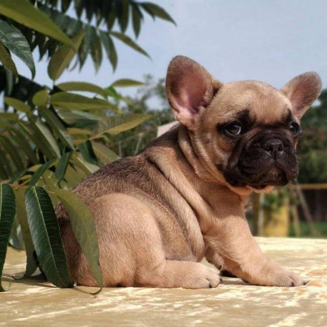 ᐉ собака чунцин или китайский бульдог: описание породы и стоимость щенка - kcc-zoo.ru
