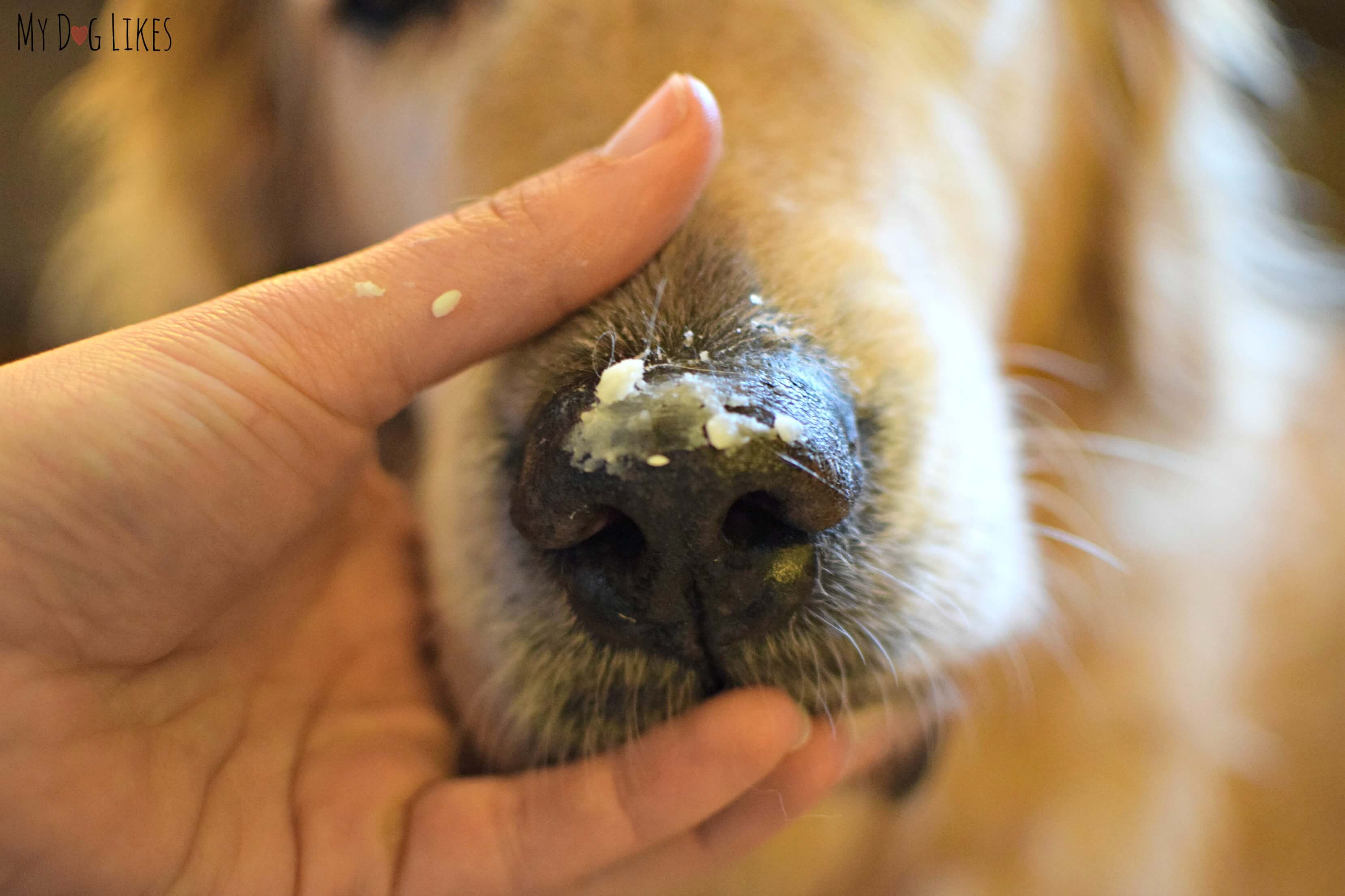 Сухой нос у собаки: причины появления, методы борьбы - kupipet.ru