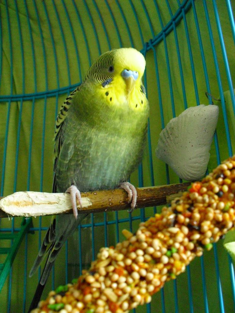 Терапия и хирургия волнистых попугаев