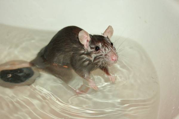Как мыть крысу в домашних условиях, видео