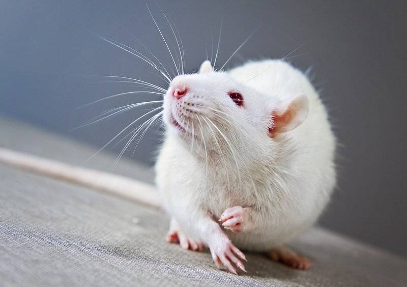 Декоративная крыса альбинос — уникальное создание с красными глазами