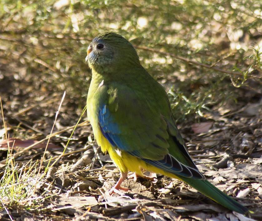 Лазурный травяной попугайчик (neophema pulchella): фото, видео, содержание, разведение, купить